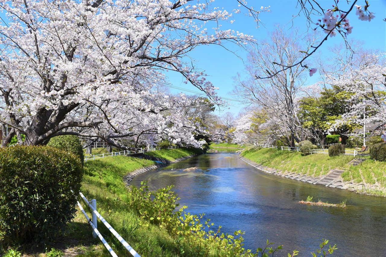 ふるさと佐賀の桜だより ８ 神野公園 Tontonziziiのblog