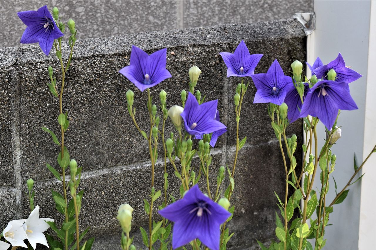 ６月の花 Tontonziziiのblog