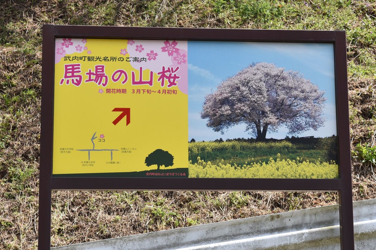 ふるさとの桜だより １０ 馬場の山桜 Tontonziziiのblog