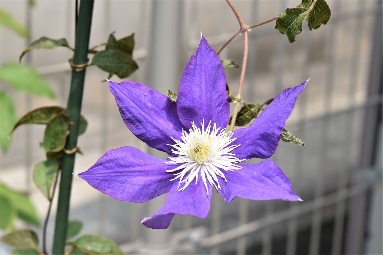 ６月の花 Tontonziziiのblog