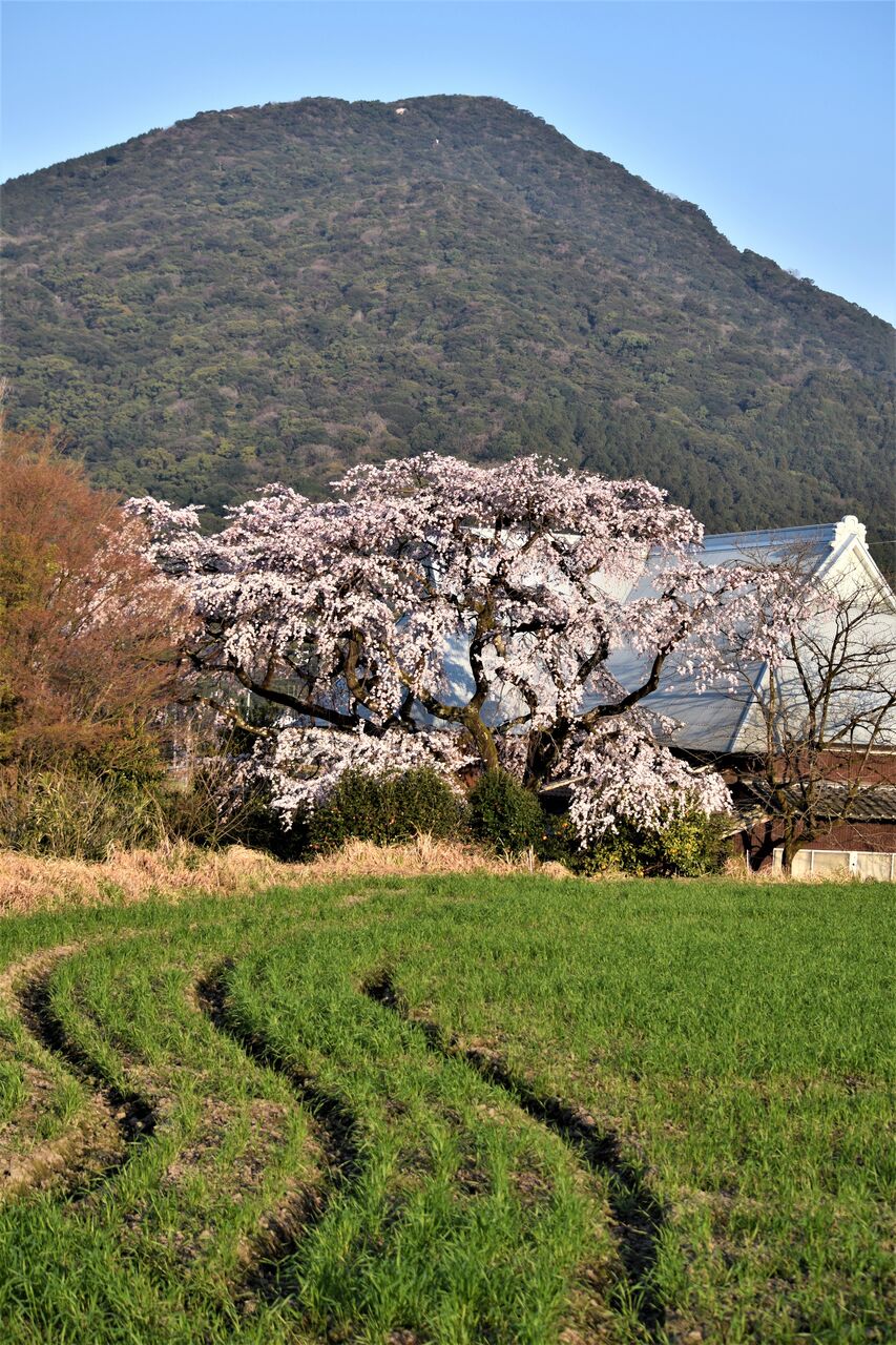 宝珠 寺 の ヒメ シダレザクラ