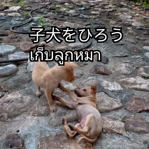 IMG_20220402_064150