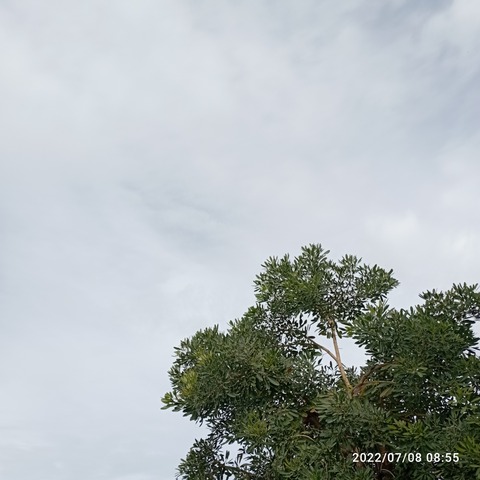 IMG_20220708_085537