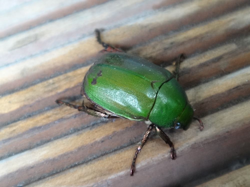 続 コガネムシ カナブン 黄金虫とは縁起がいい Too16のblog