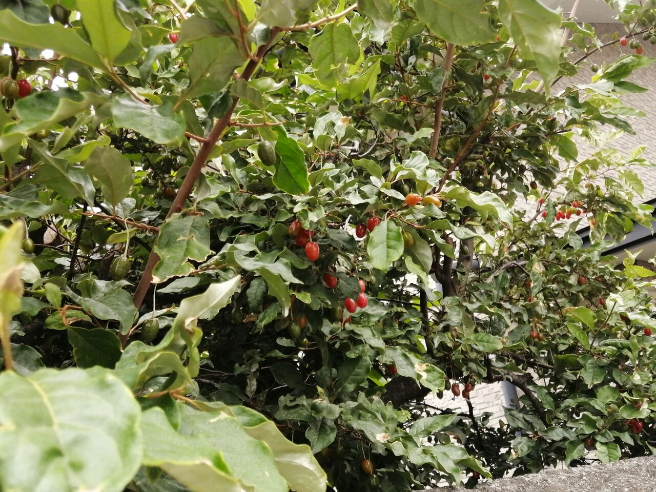 ぐみの木 ６月１５日 キドコネ日和