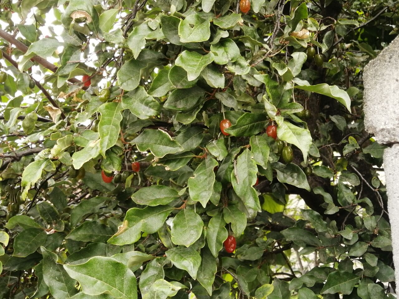 ぐみの木 ６月１５日 キドコネ日和