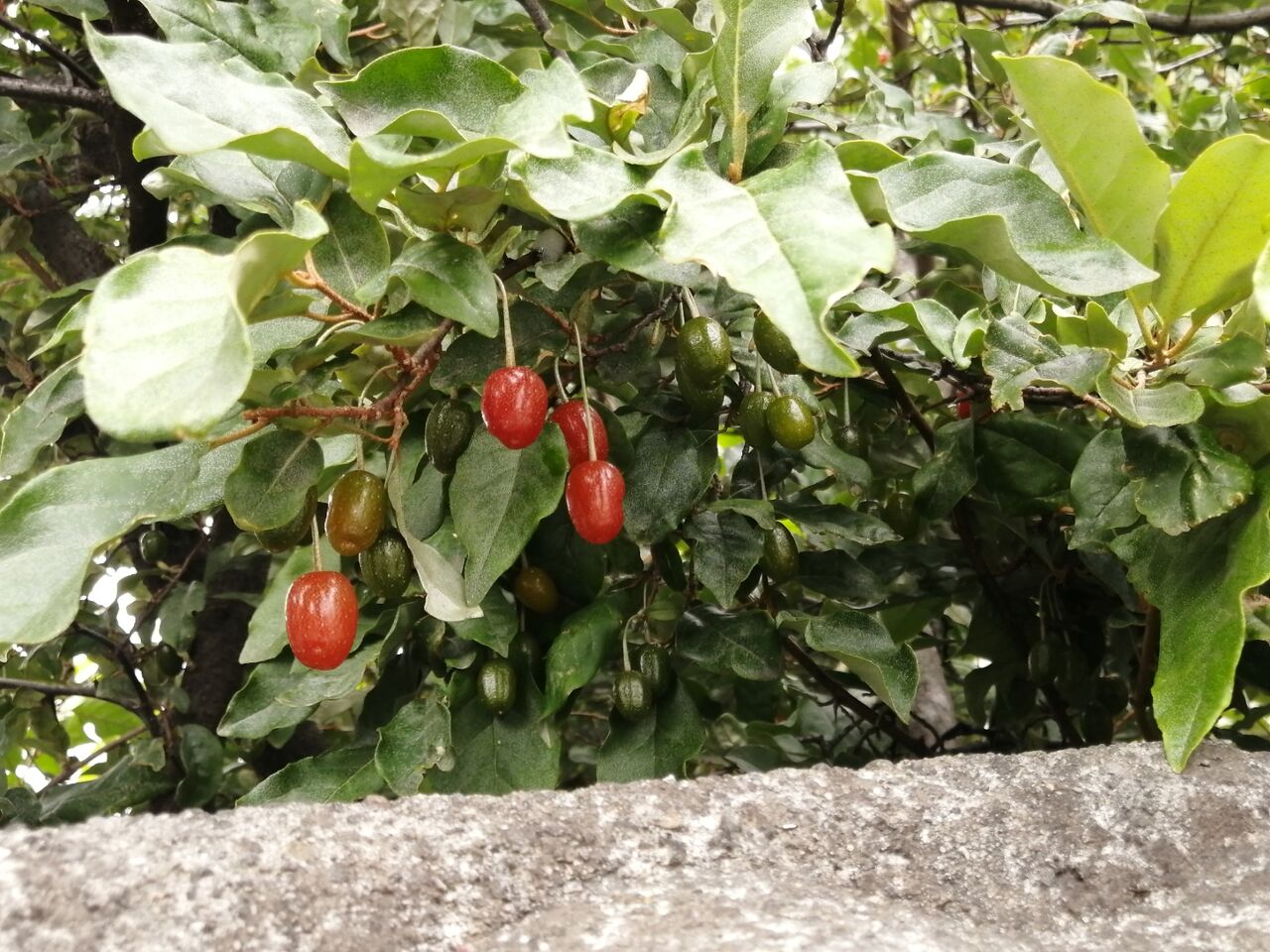 ぐみの木 ６月１５日 キドコネ日和