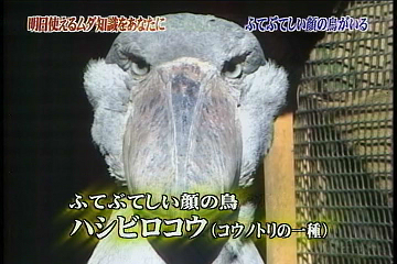 ふてぶてしくないよ 遠野さんの日記