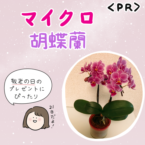 胡蝶蘭1