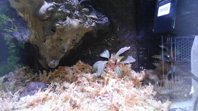 49 パルダリウム立ち上げ後編 もふもふアクア