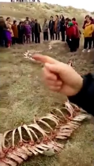 シナで発見された龍の死骸4