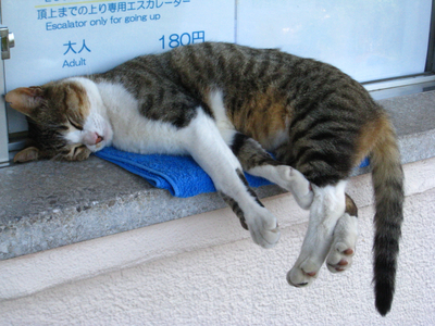 猫01