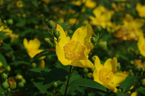 20090526翹