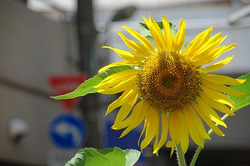 20090730Į