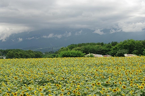 20090807韮崎 20090807韮崎