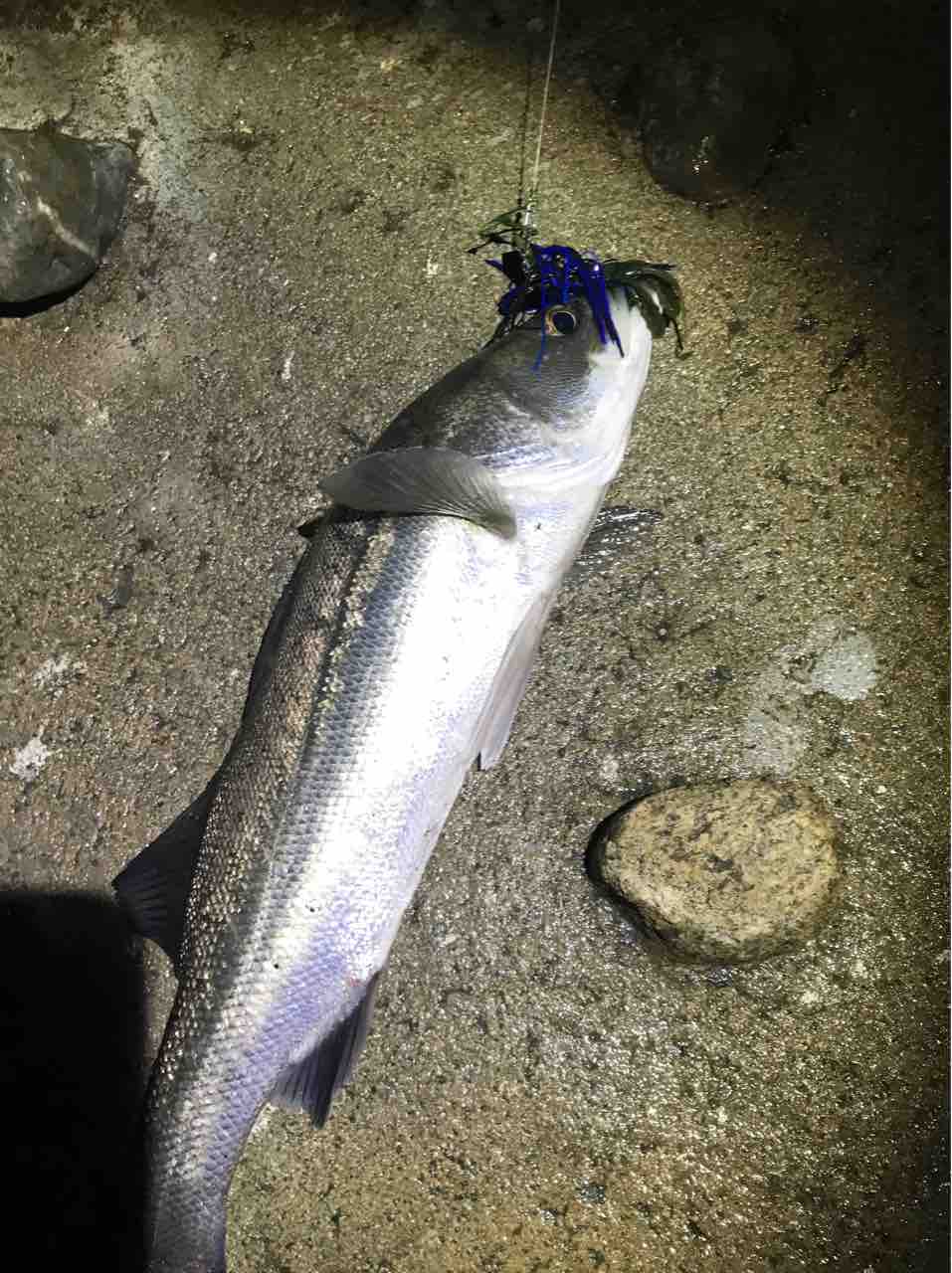 大牟田の力 ヤタガラスの奮闘記 いつか大物釣ろう