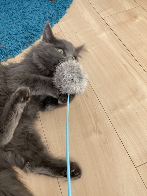 85356A09-F232-40CD-80BF-B20432A03025