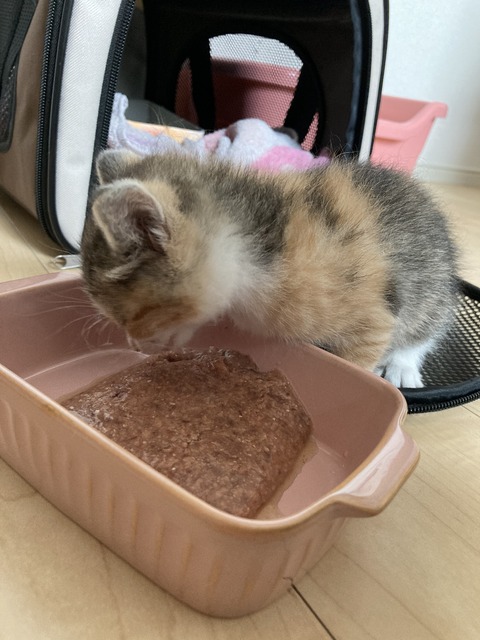 E5F56EF5-2090-458D-ADB2-20DA02A2AD5D