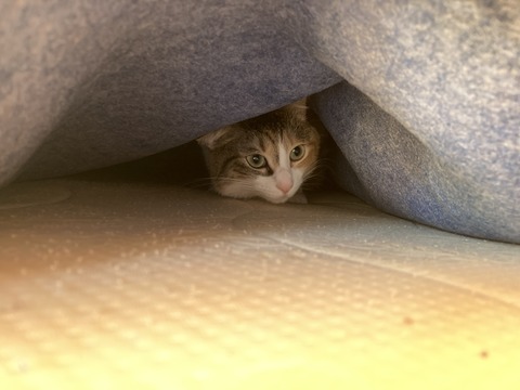 2A997DD8-DF28-4FC2-B174-380AB48795A1