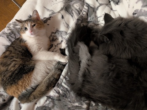 277C0B78-5CF6-4F18-A918-201FEE36CA5A