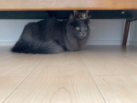 15225F0C-0116-41CA-826A-4A500F5B341D