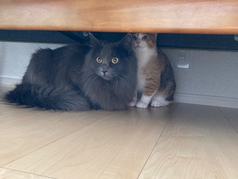 4AE1514C-0F63-4103-83C5-56DCF8AB7325