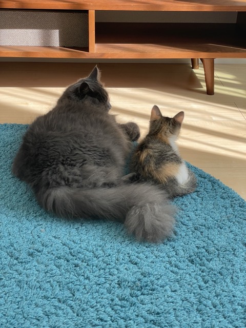 4771A35A-EC5D-4817-A596-549D7FA8CF21