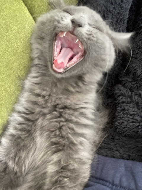 5219AD7D-7C11-467A-9E0F-A1ECBB66910B