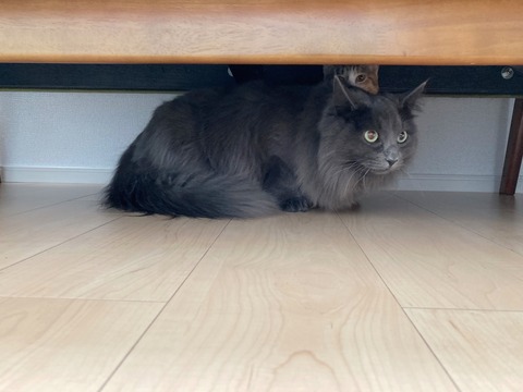 E3D0AB99-C7F9-45CC-A719-D80452DF684E