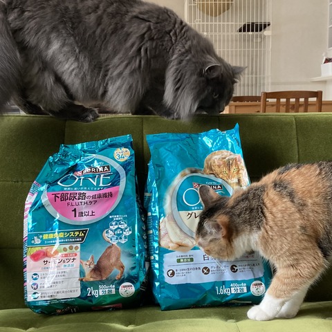 8ACBE77B-21B8-4A48-A880-3E4E8DC6B18B