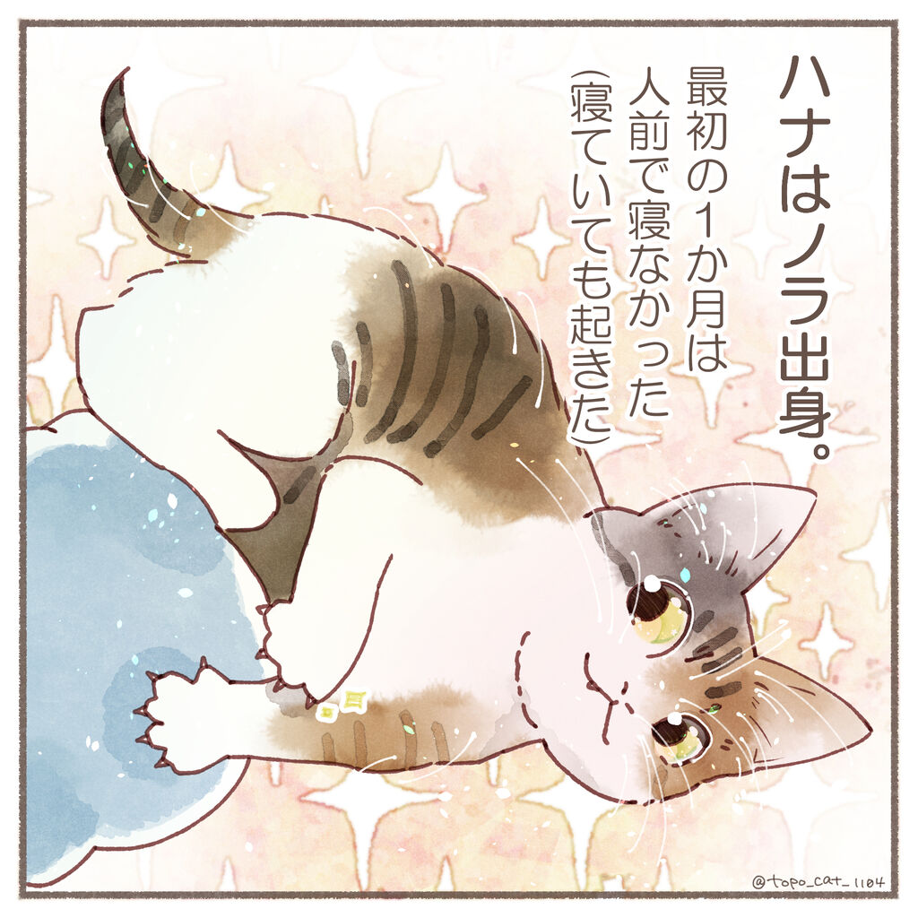 みんなでおねんね トポとハナ 写真とコミックエッセイ