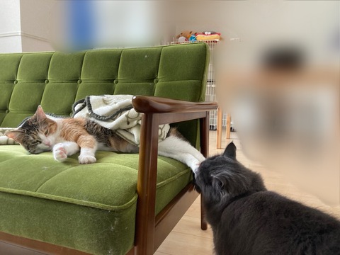 CBB2311C-2296-4806-A1AE-ADF8394110B4