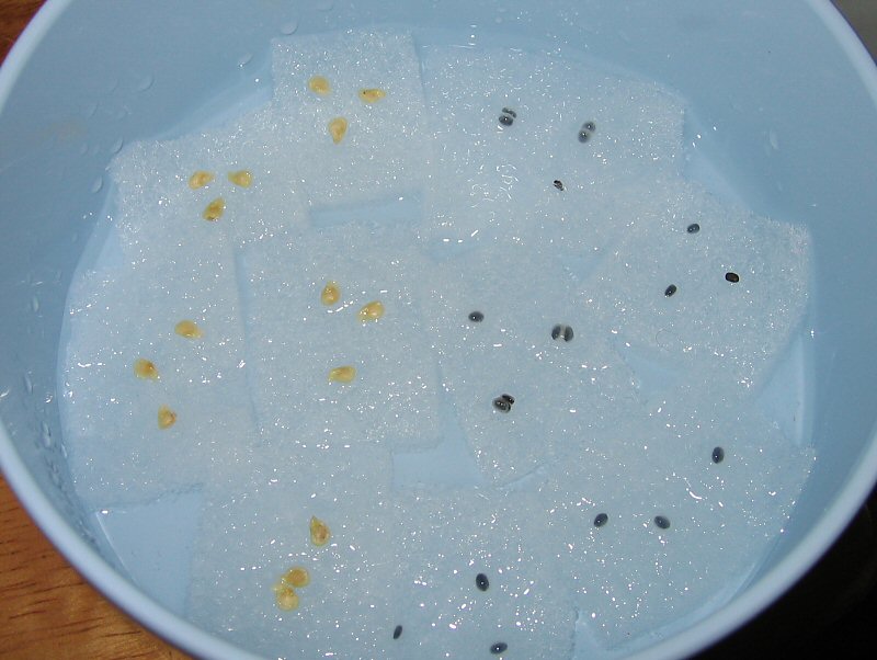 ハバネロの種蒔き T K戯言ぶろぐ