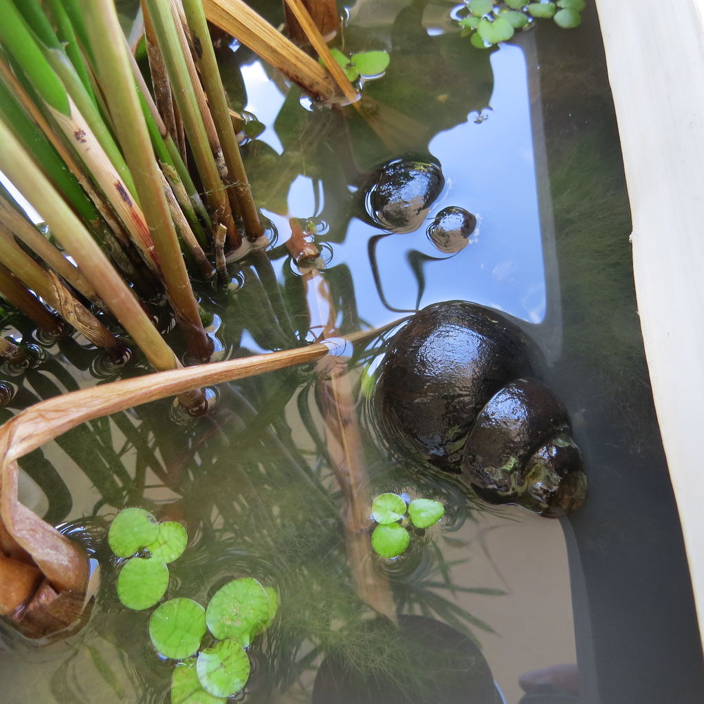 オオタニシを飼ってみる 虎ノ門虎之助のベランダ ラボラトリー Ft メダカ