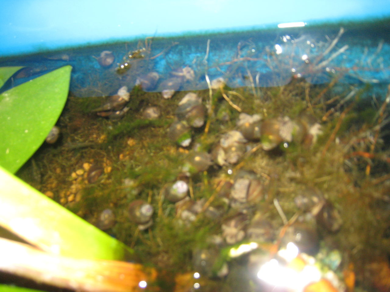 タニシの貝殻が溶ける 白くなる対策 餓死対策 虎ノ門虎之助のベランダ ラボラトリー Ft メダカ