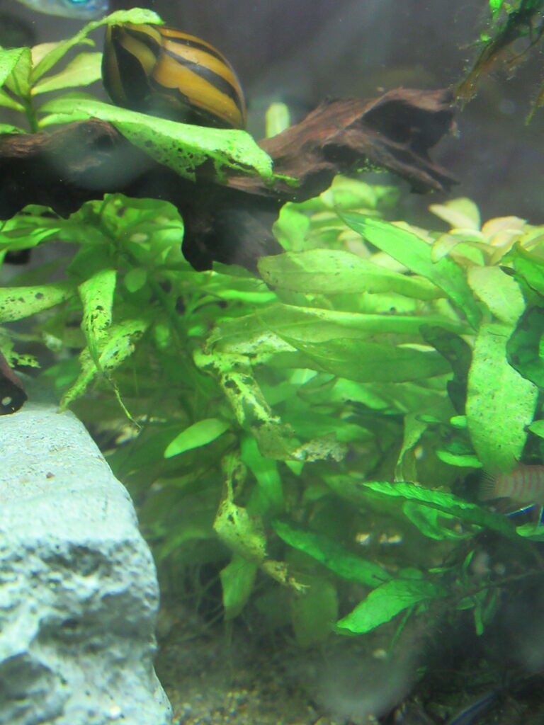 熱帯魚水槽 日蔭で育つオススメ水草の明暗 虎ノ門虎之助のベランダ ラボラトリー Ft メダカ