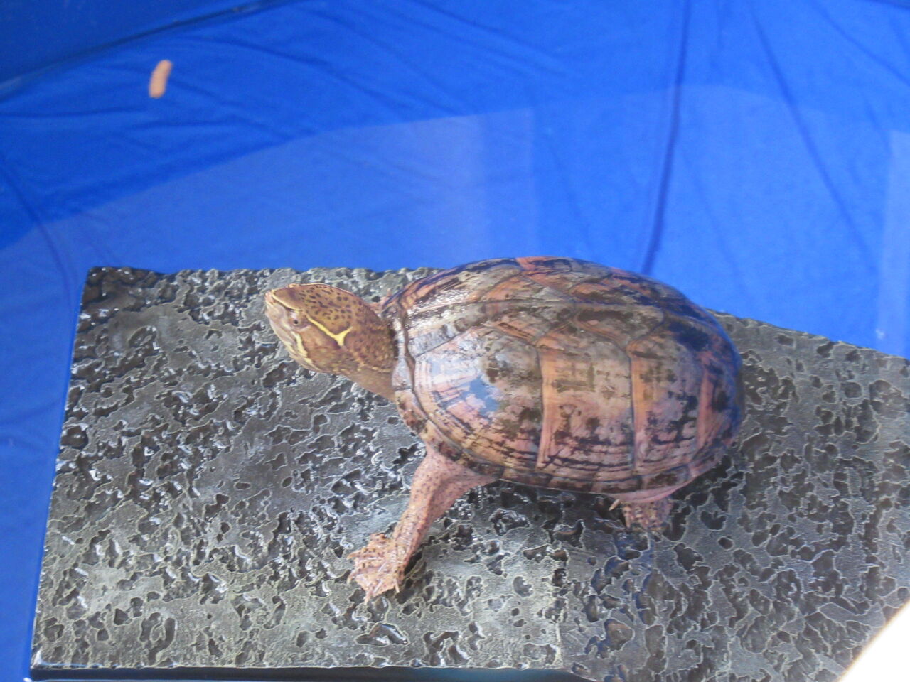 ミシシッピニオイガメが昼夜問わずバスキング 日光浴 で陸場に登るの巻 虎ノ門虎之助のベランダ ラボラトリー Ft メダカ