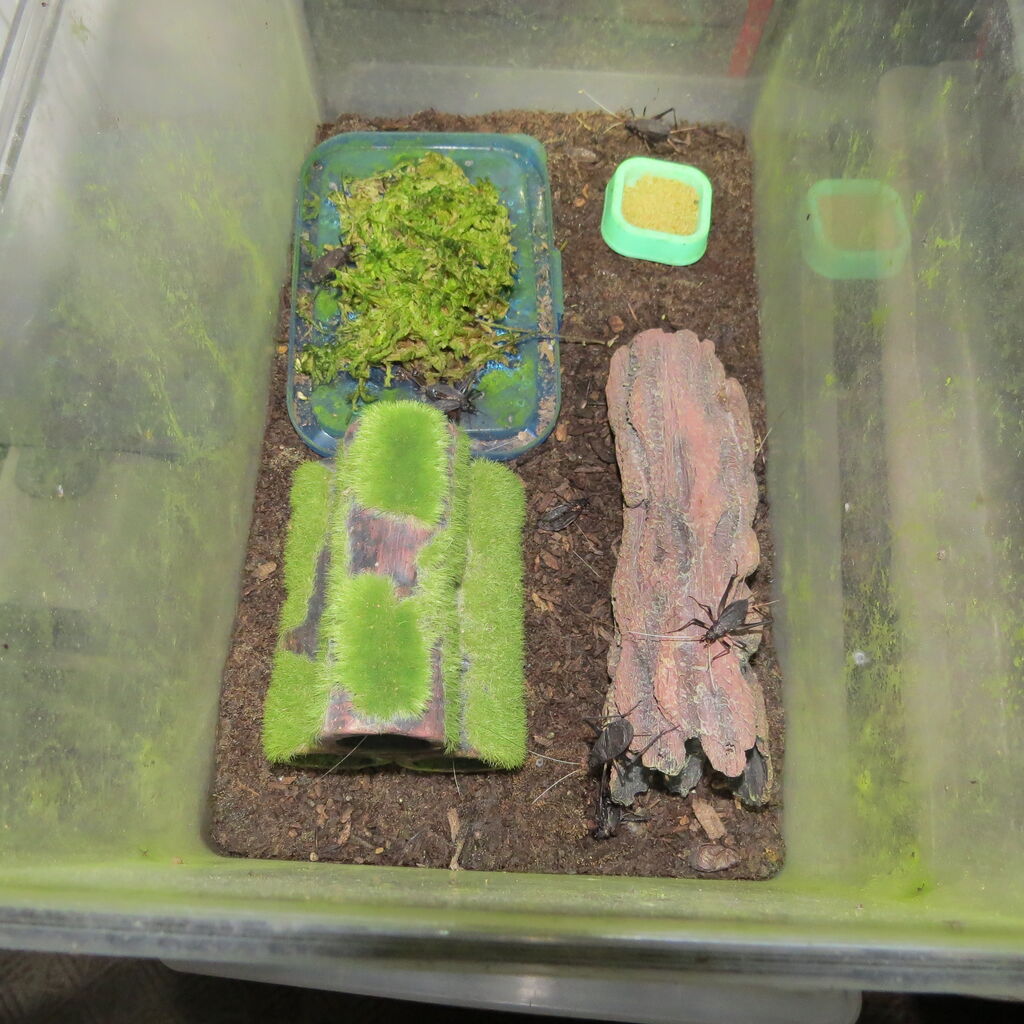 初心者向け 鈴虫の飼い方 鈴虫寺 虎ノ門虎之助のベランダ ラボラトリー Ft メダカ 初心者向け 鈴虫の飼い方 鈴虫寺 虎ノ門虎之助のベランダ ラボラトリー Ft メダカ