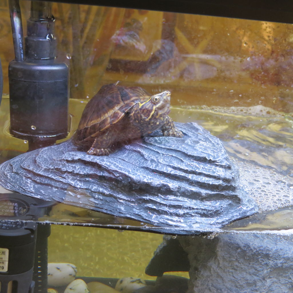 親でも小さいカメ おすすめ ミシシッピニオイガメの飼い方 屋外 屋内 虎ノ門虎之助のベランダ ラボラトリー Ft メダカ