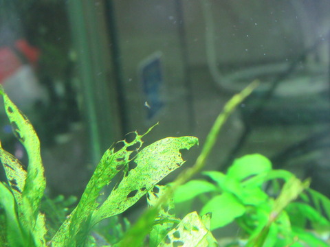 熱帯魚水槽 ミズミミズあらわる の巻 ミズミミズとの付き合い方 虎ノ門虎之助のベランダ ラボラトリー Ft メダカ