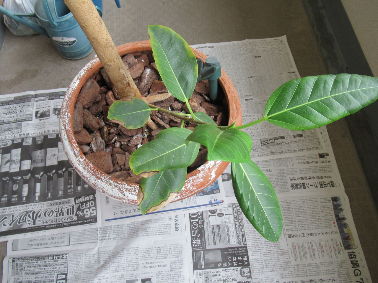 観葉植物 大型テラコッタ鉢の老朽化によりポリエチレン鉢に変更 虎ノ門虎之助のベランダ ラボラトリー Ft メダカ