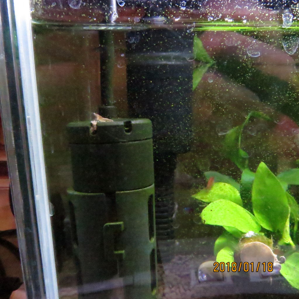 熱帯魚水槽 エビの赤ちゃん生まれる 虎ノ門虎之助のベランダ ラボラトリー Ft メダカ 熱帯魚水槽 エビの赤ちゃん生まれる 虎ノ門虎之助のベランダ ラボラトリー Ft メダカ
