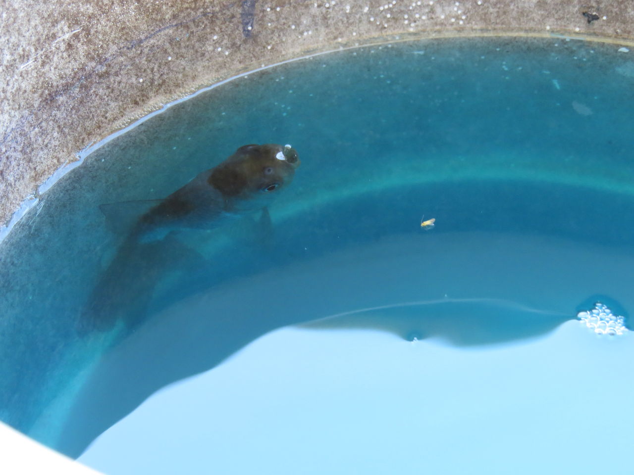 金魚の主様 薬浴６日目 虎ノ門虎之助のベランダ ラボラトリー Ft メダカ