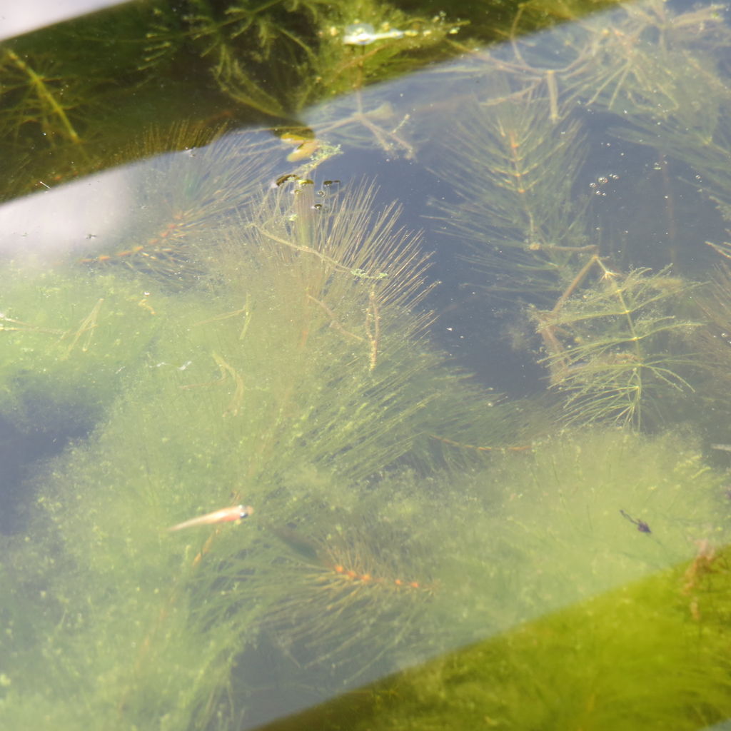 メダカの稚魚の親容器引っ越しと エグイぞ スネール繁殖力 虎ノ門虎之助のベランダ ラボラトリー Ft メダカ