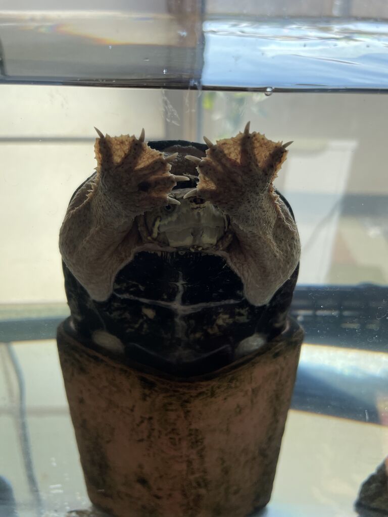 ミシシッピニオイガメのミッピーちゃん ８５ いないいないばぁ 虎ノ門虎之助のベランダ ラボラトリー Ft メダカ