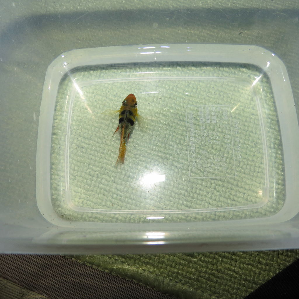 熱帯魚 バルーン ラミレジィを我が家に迎い入れる 虎ノ門虎之助のベランダ ラボラトリー Ft メダカ 熱帯魚 バルーン ラミレジィを我が家に迎い入れる 虎ノ門虎之助のベランダ ラボラトリー Ft メダカ