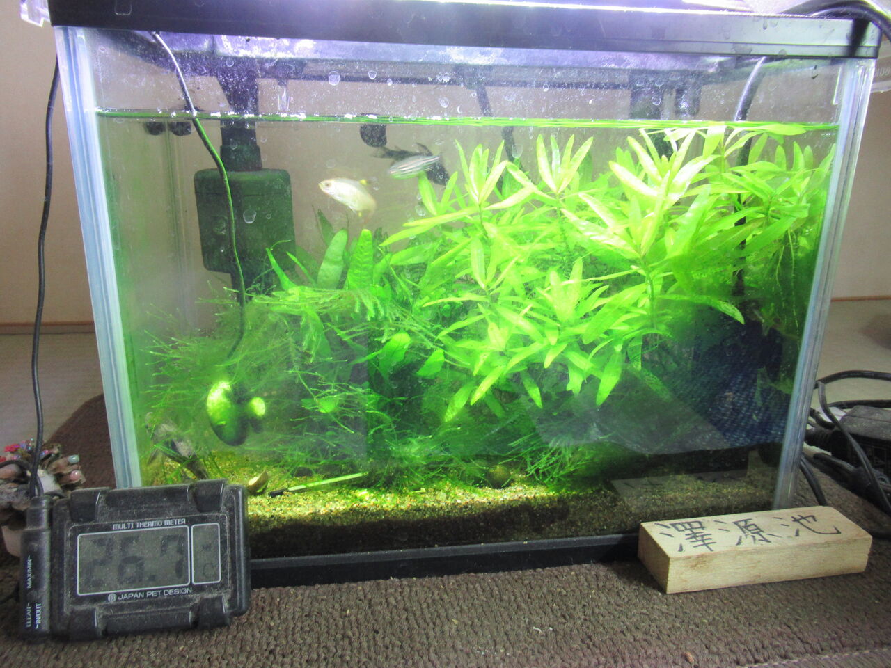 熱帯魚水槽 大雨の日だからこそ大掃除 虎ノ門虎之助のベランダ ラボラトリー Ft メダカ 熱帯魚水槽 大雨の日だからこそ大掃除 虎ノ門虎之助のベランダ ラボラトリー Ft メダカ