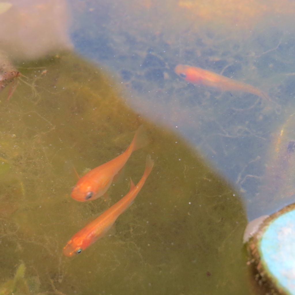 貴重 ヒメダカの交尾 違うか 虎ノ門虎之助のベランダ ラボラトリー Ft メダカ