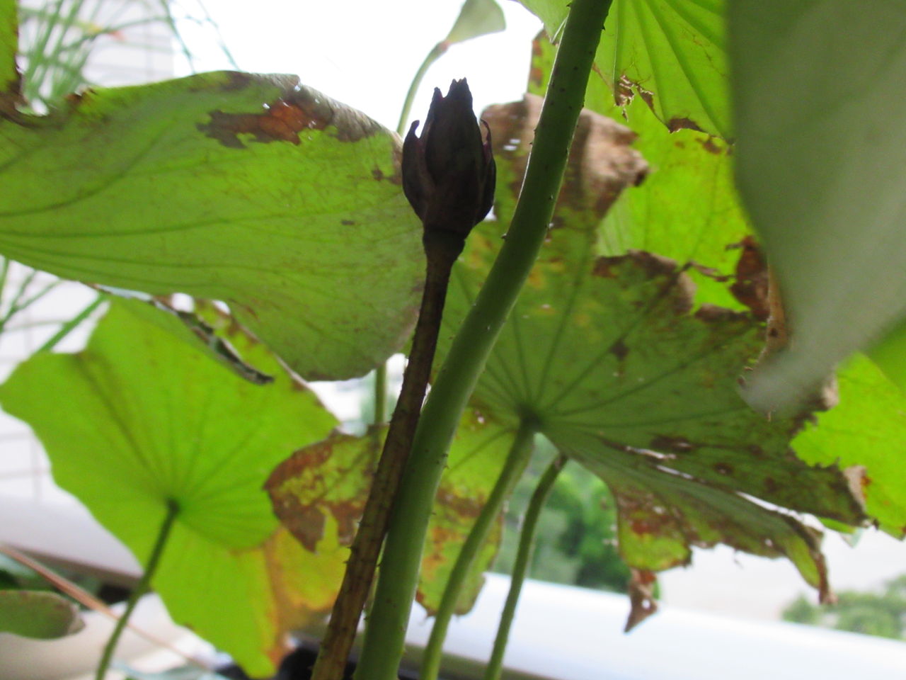 ハスの蕾が枯れました 何故でしょうか 虎ノ門虎之助のベランダ ラボラトリー Ft メダカ ハスの蕾が枯れました 何故でしょうか 虎ノ門虎之助のベランダ ラボラトリー Ft メダカ