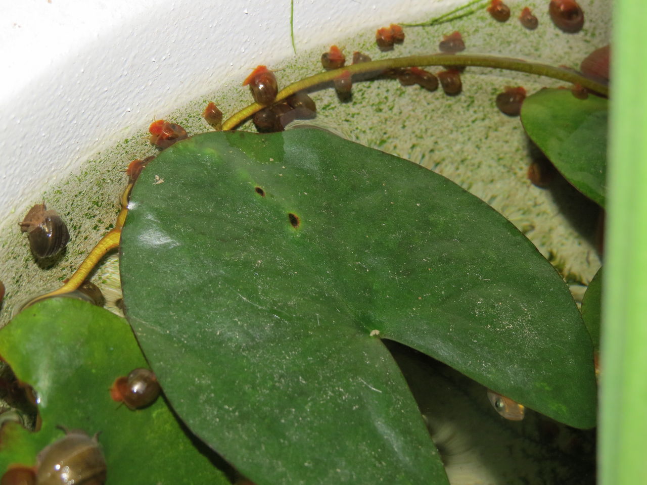 エビ 貝 虎ノ門虎之助のベランダ ラボラトリー Ft メダカ